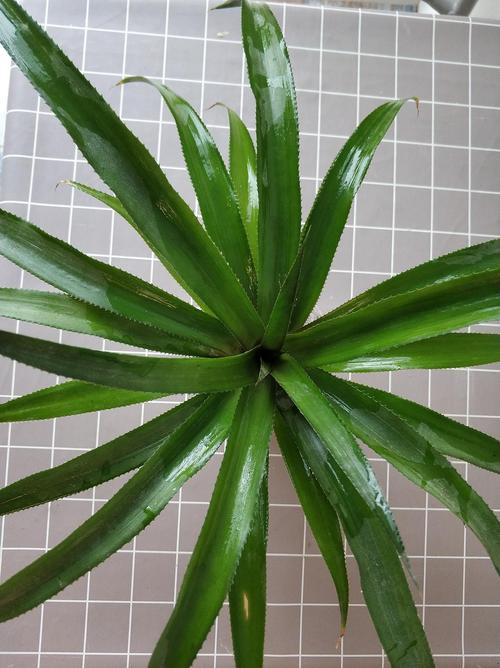 明年可以吃菠萝吗？——关于菠萝的种植、食用与未来展望